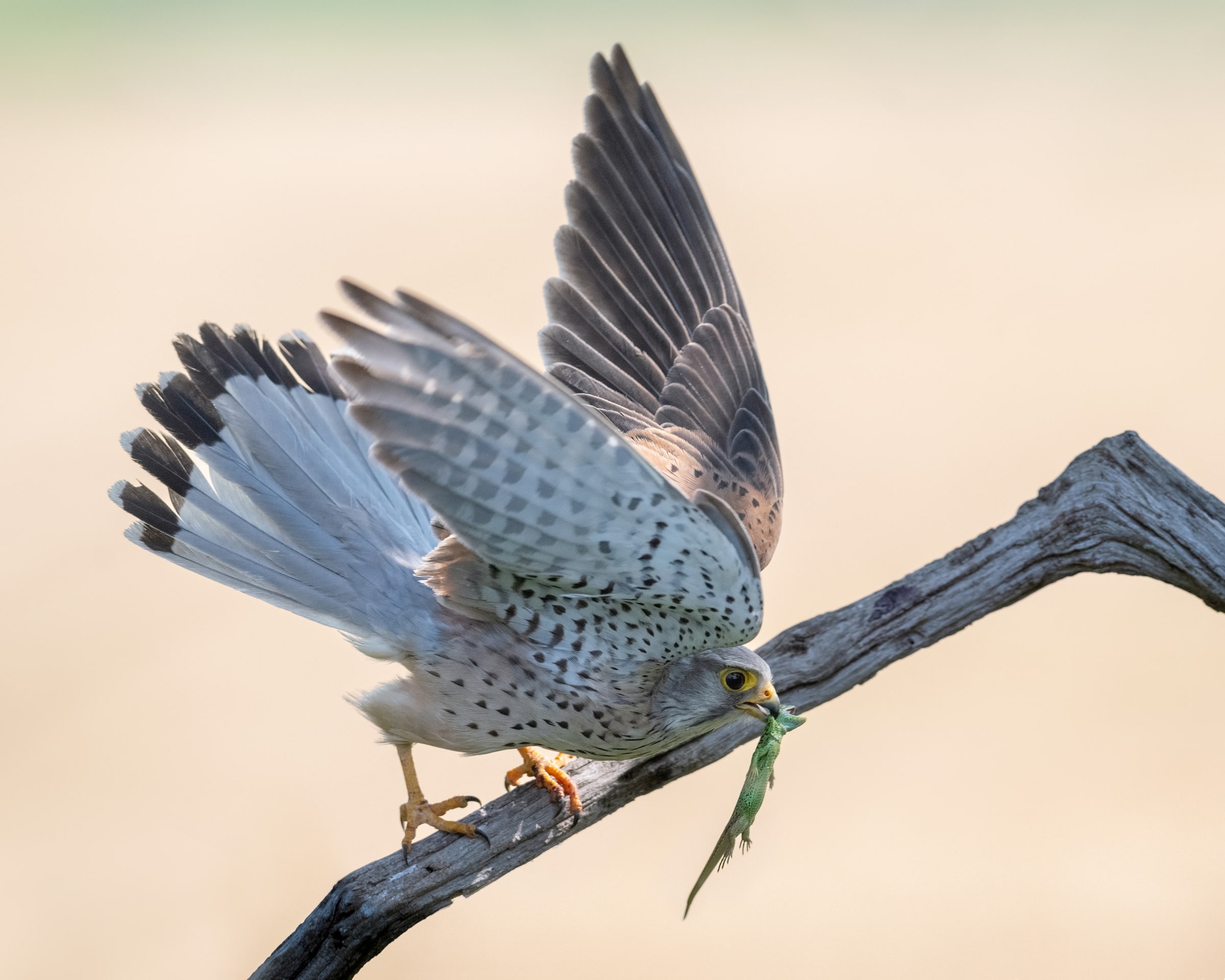 Common Kestrel holding a lizard on a branch in Hungary