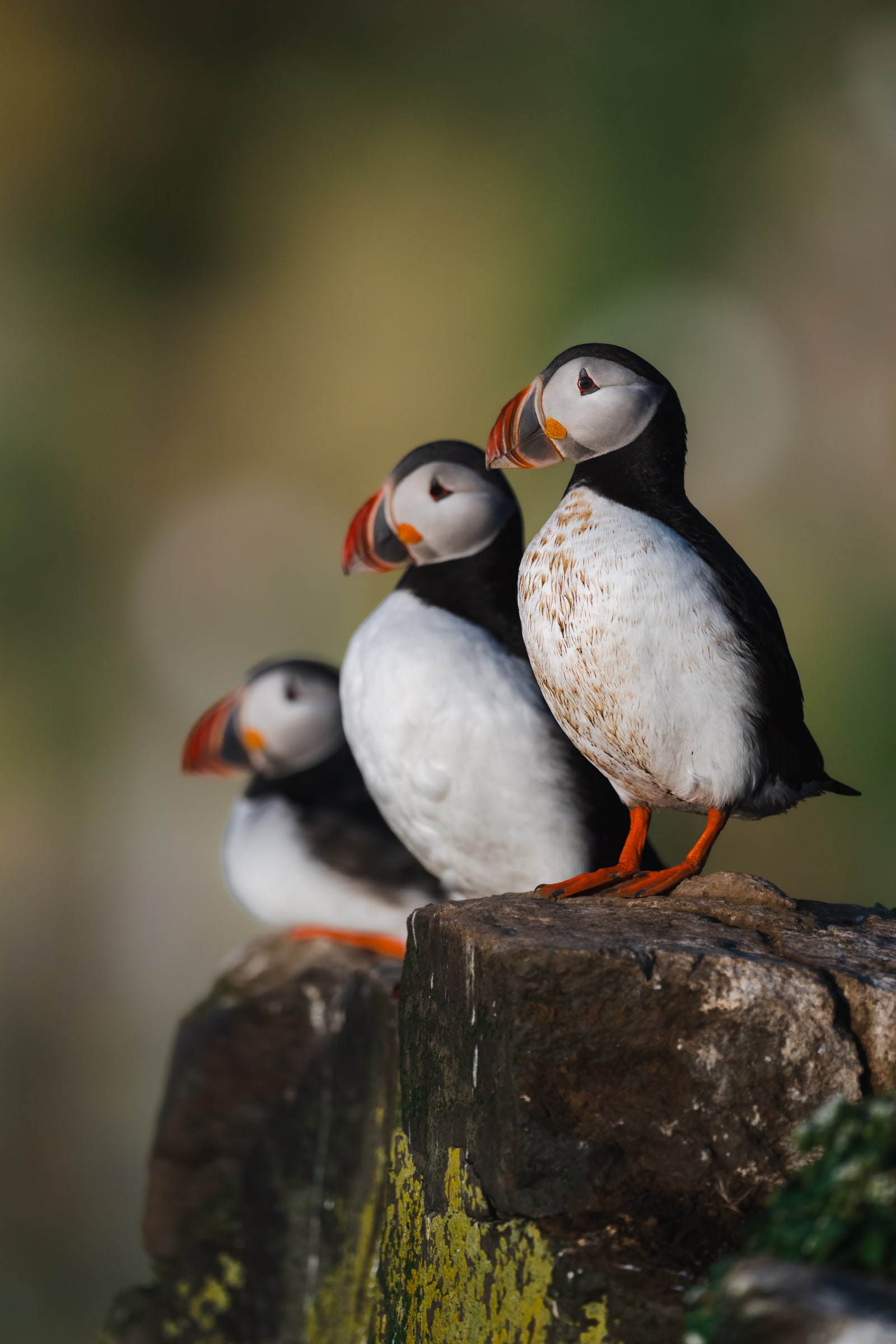 Three Atlantic Puffins standing together on a rock in Iceland