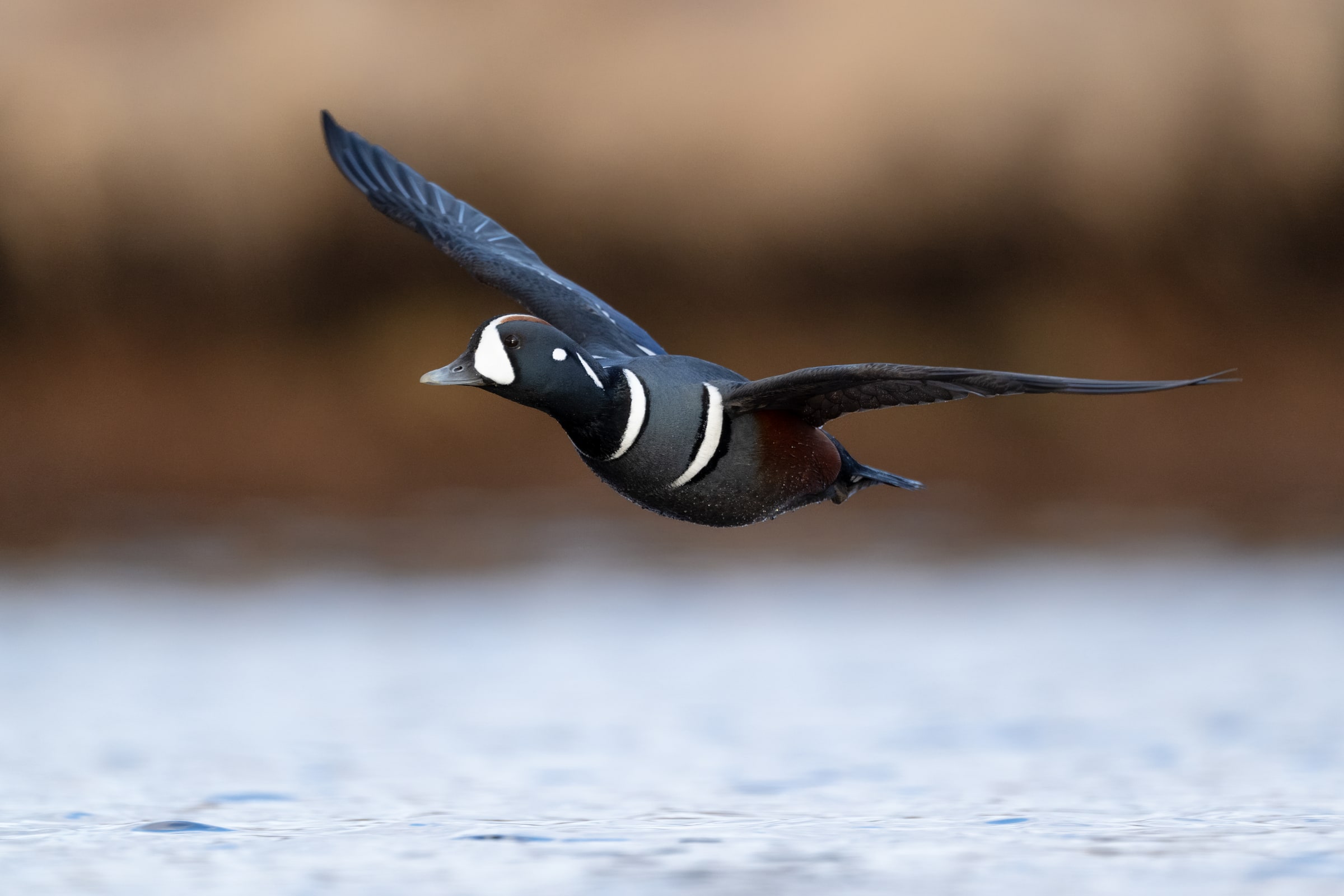 Harlequin Duck flying low over water in Iceland
