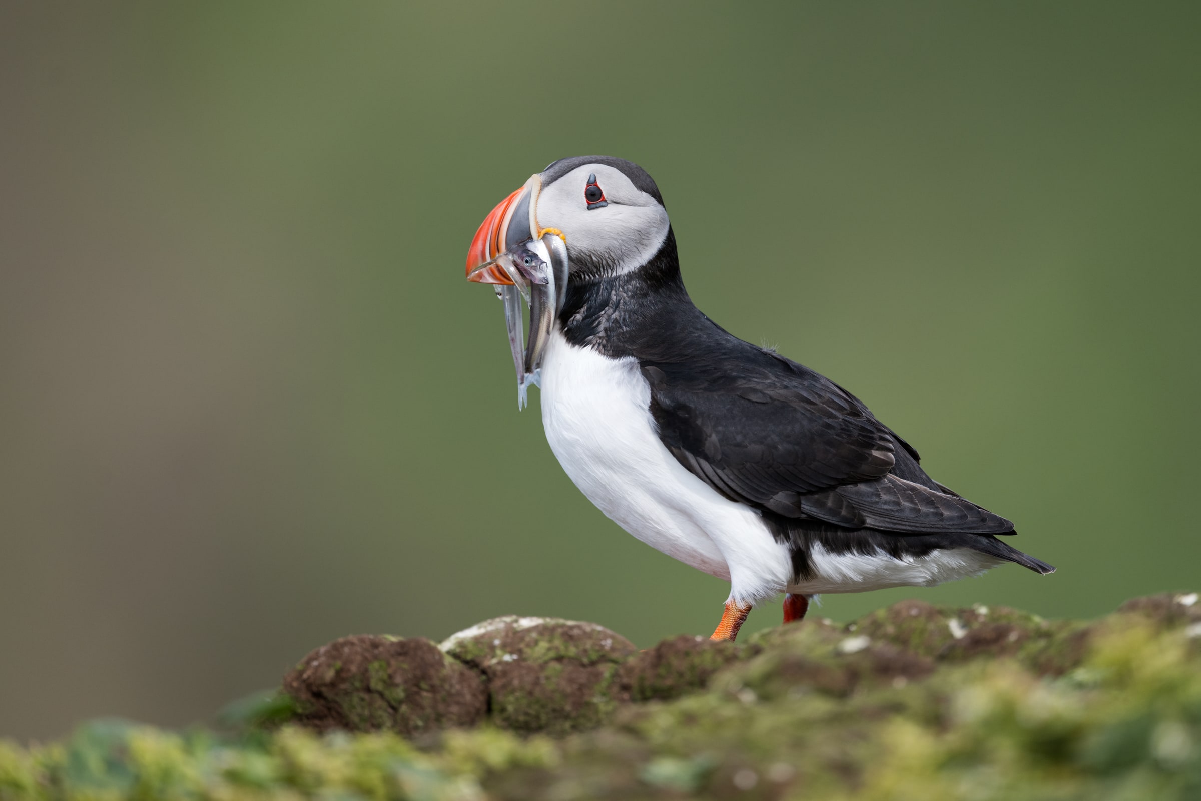 Atlantic Puffin holding fish on a grassy cliff in Iceland