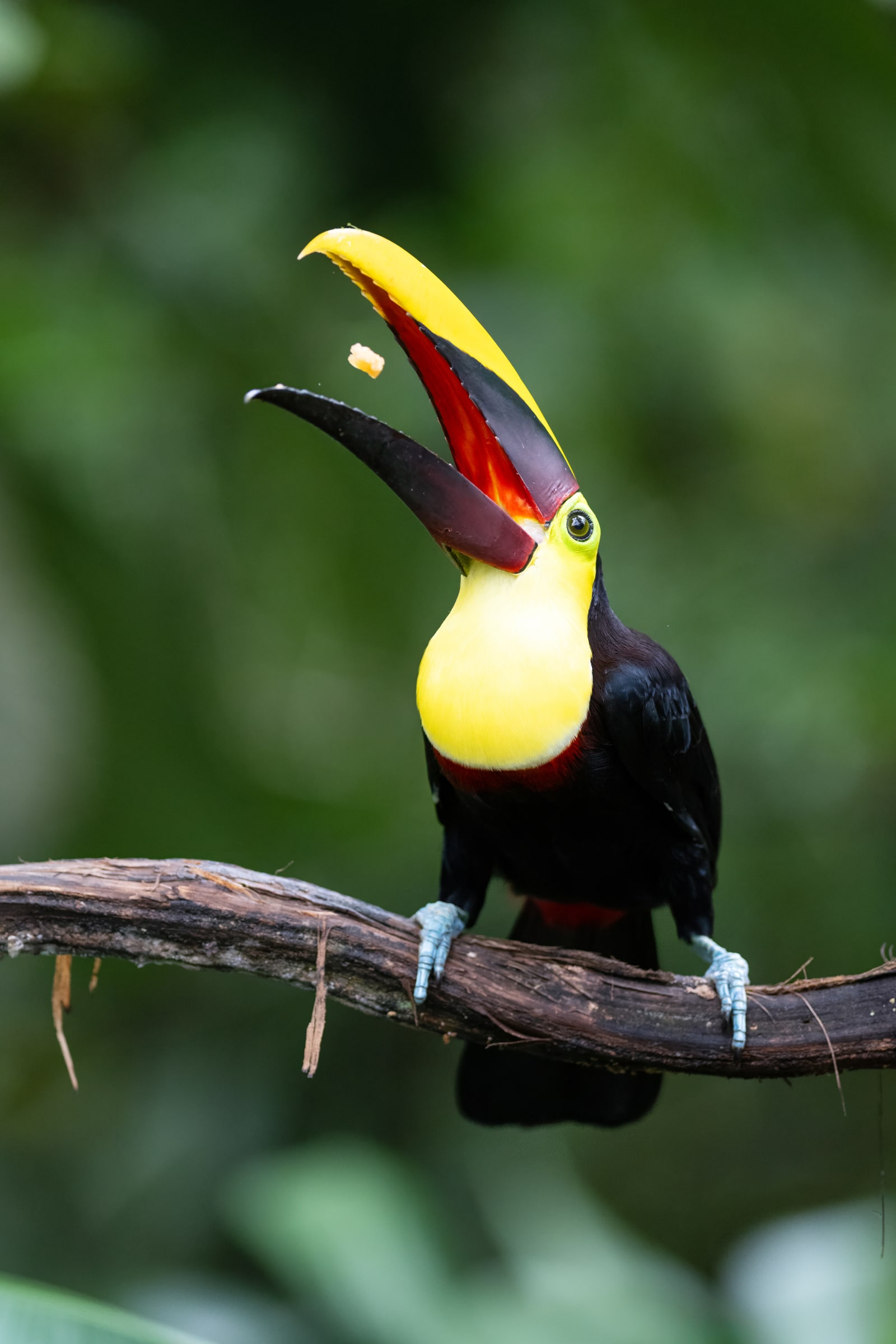 Yellow-throated Toucan tossing food in Costa Rica