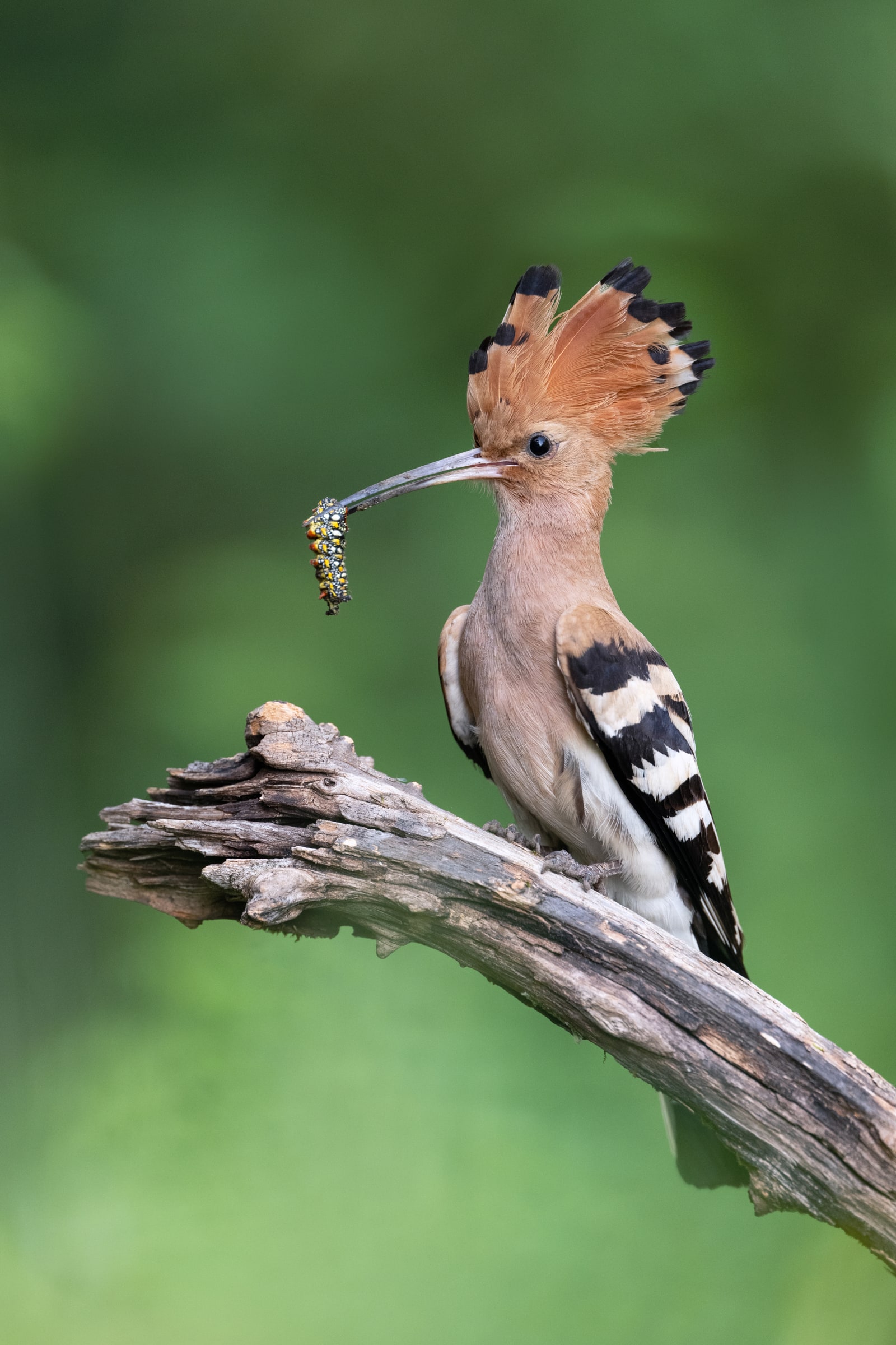 Eurasian Hoopoe holding a caterpillar on a branch in Hungary