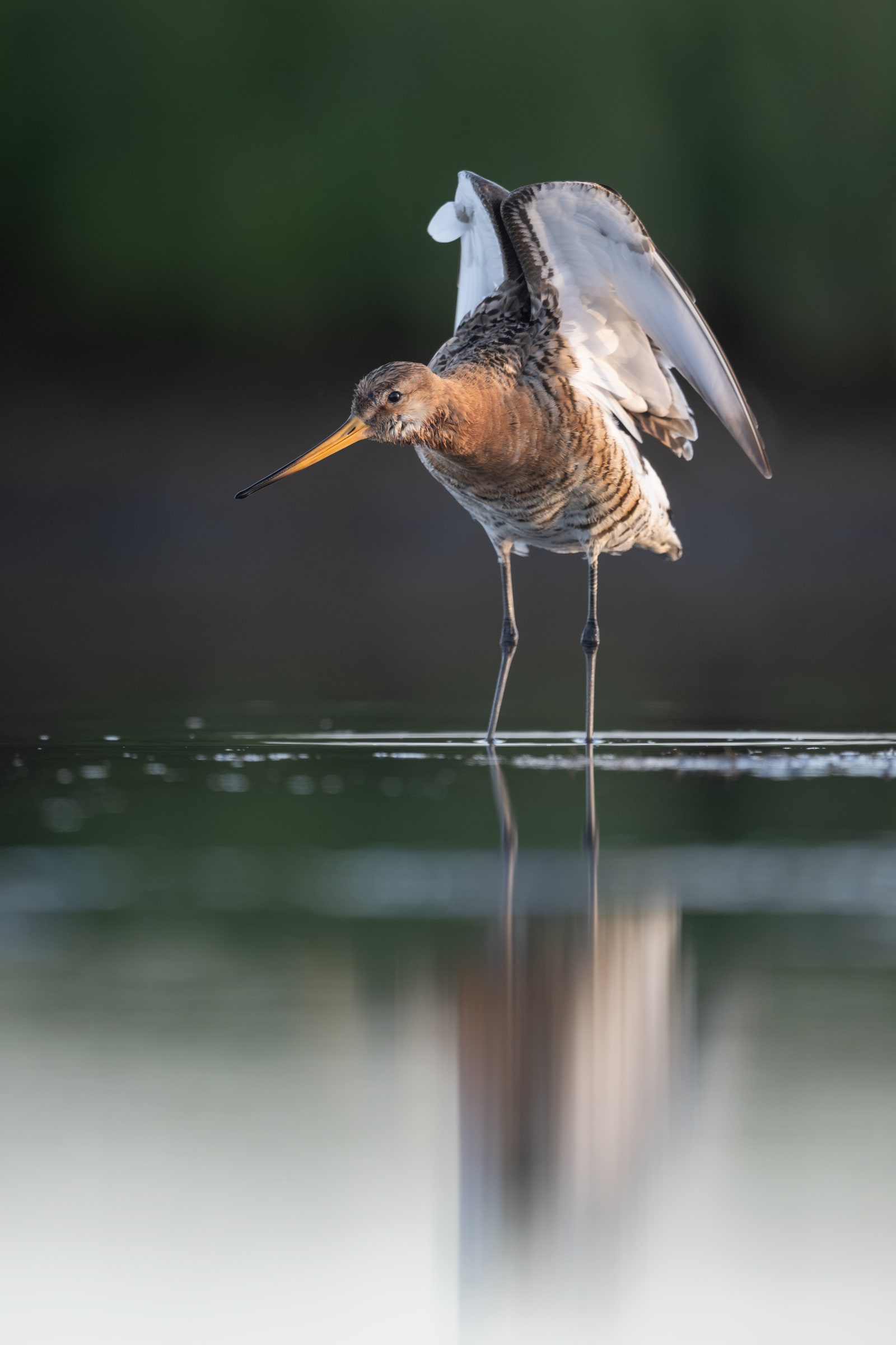Black-tailed Godwit raising a wing above its reflection in Iceland