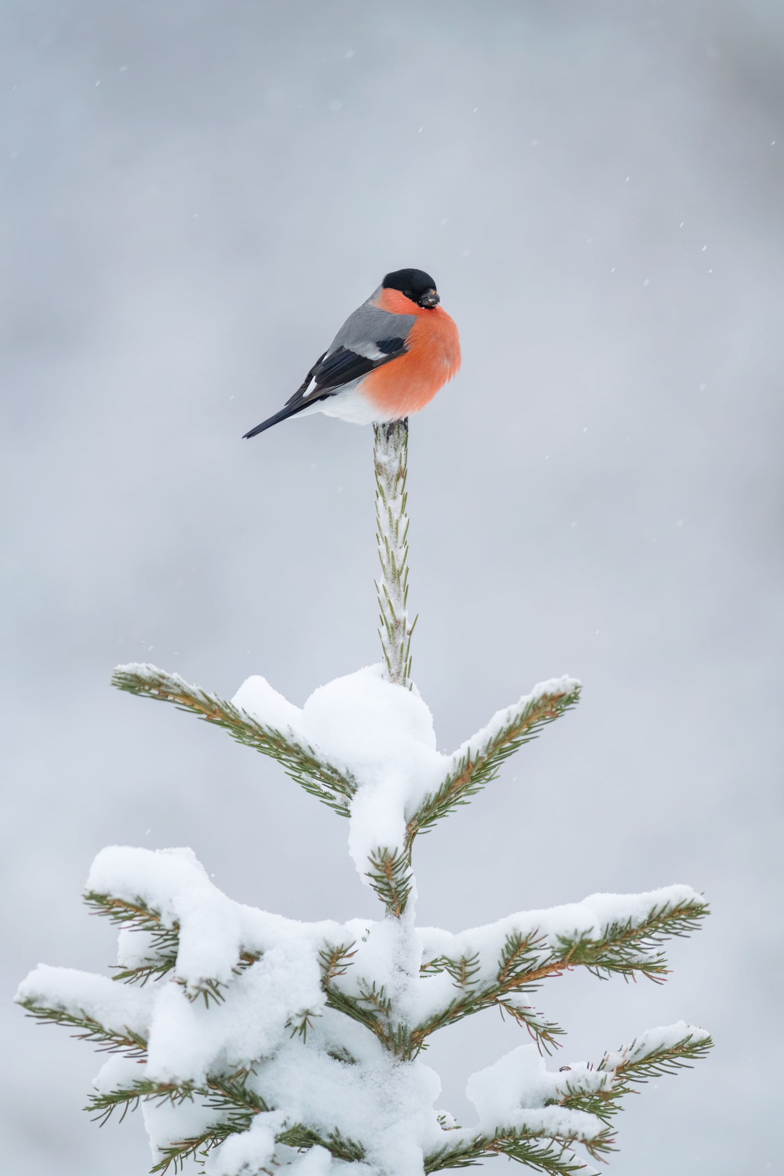Eurasian Bullfinch perched on a snow-covered conifer in Sweden