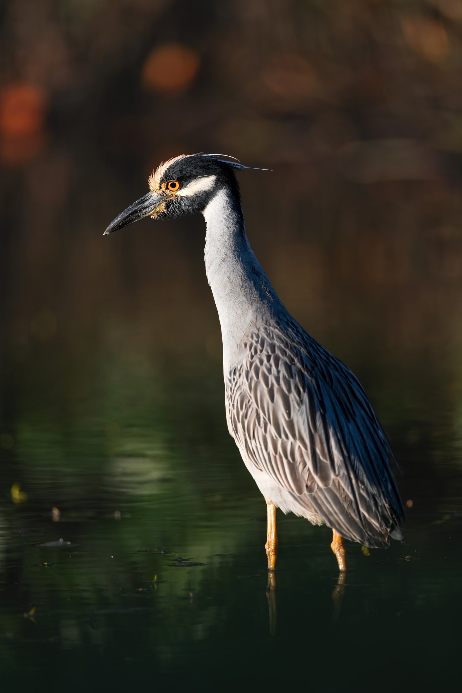 Yellow-crowned Night-Heron standing in shallow water in Florida