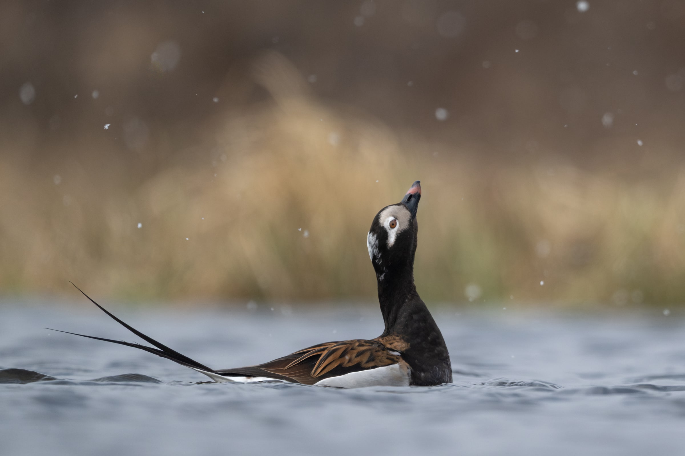 Long-tailed Duck displaying on water in falling snow in Iceland
