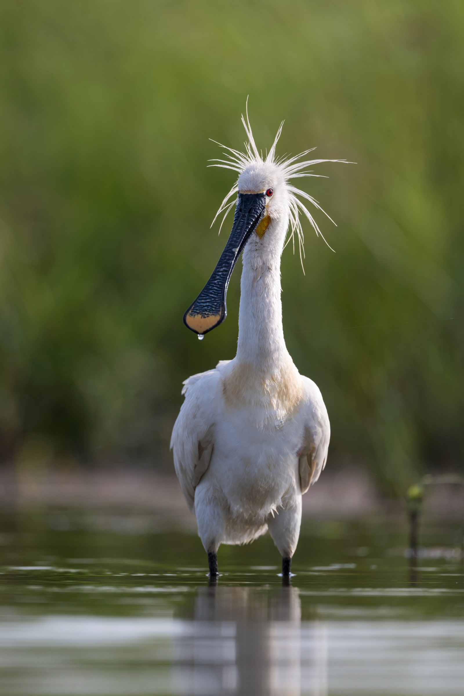 Eurasian Spoonbill standing in shallow water in Hungary