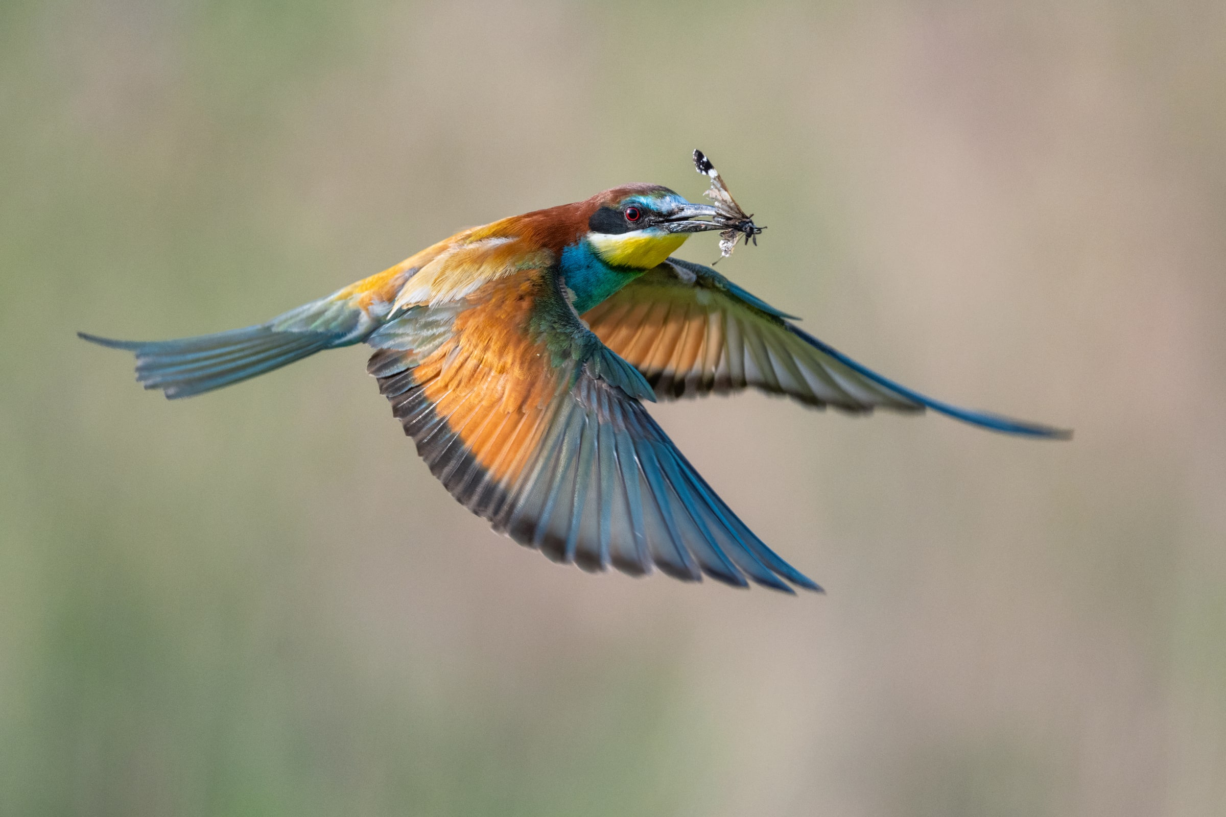 European Bee-eater flying with an insect in Hungary
