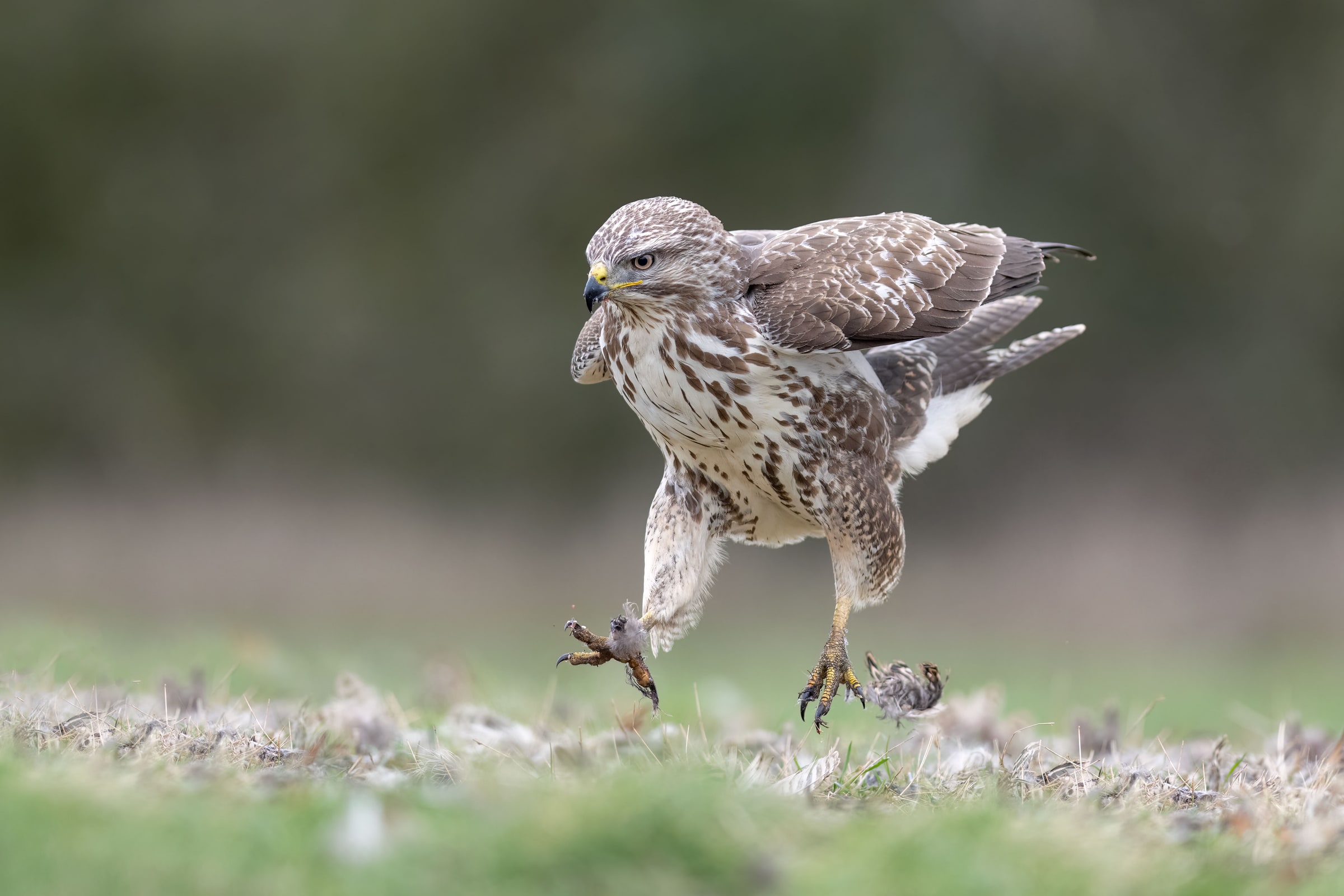Common Buzzard walking on grass with prey in the United Kingdom