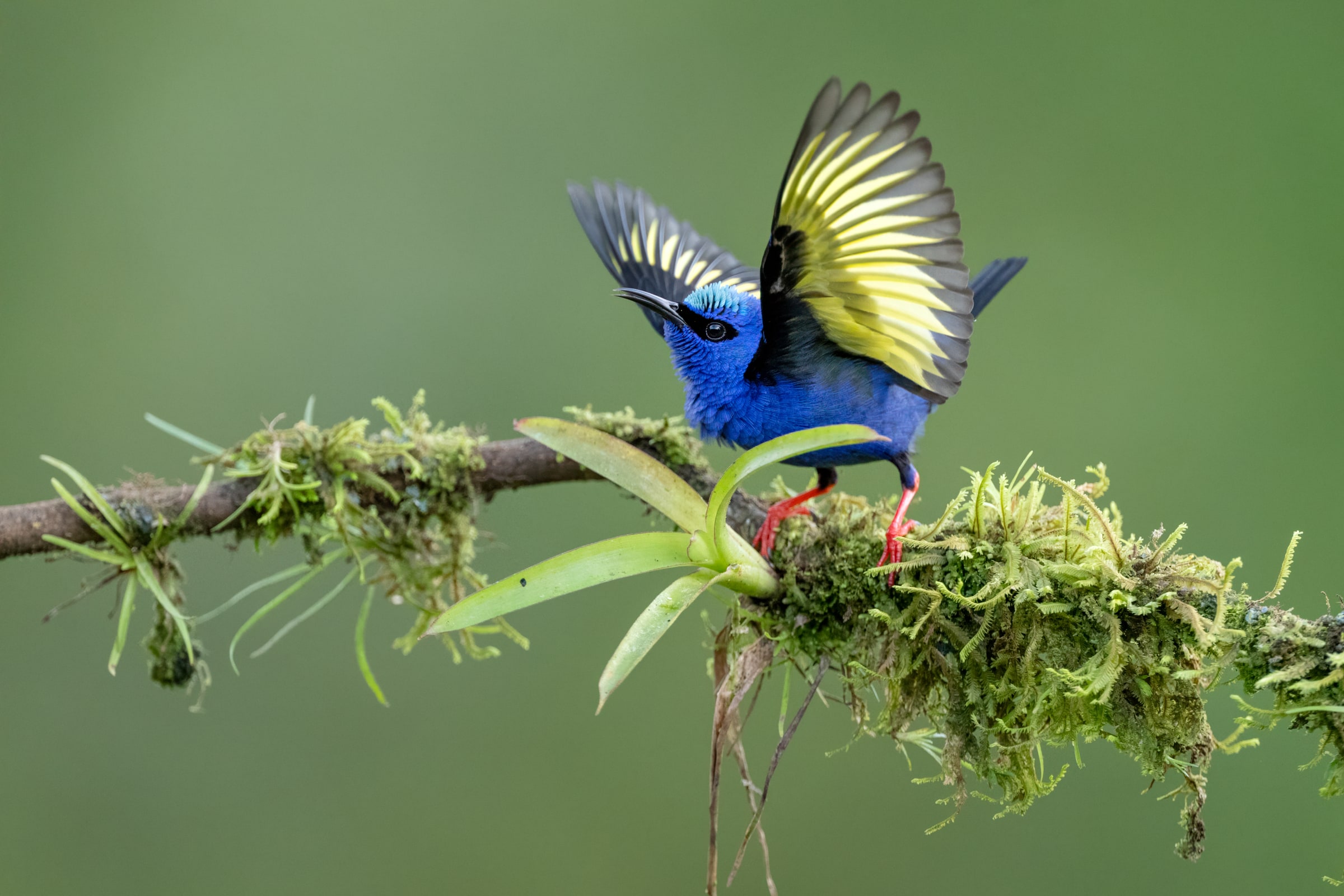 Red-legged Honeycreeper raising its wings on a mossy branch in Costa Rica