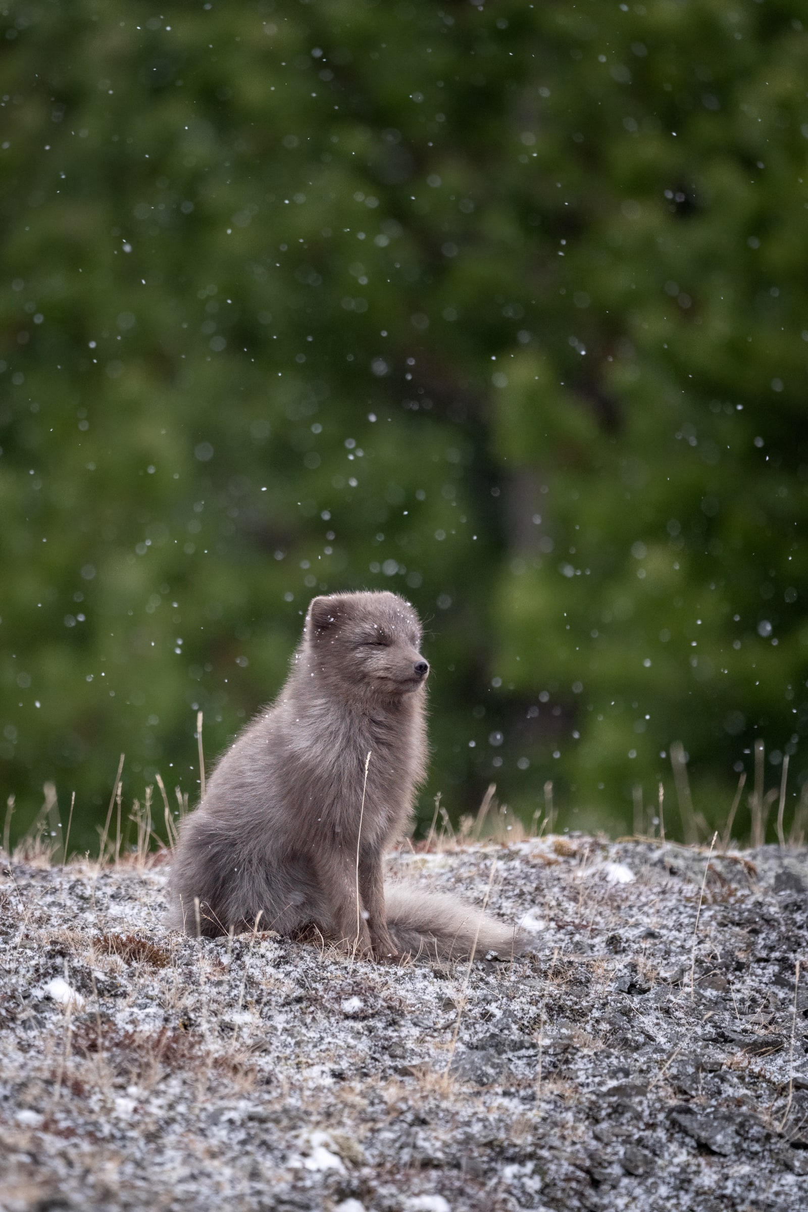 Arctic Fox sitting on rocky ground in front of green vegetation in Iceland