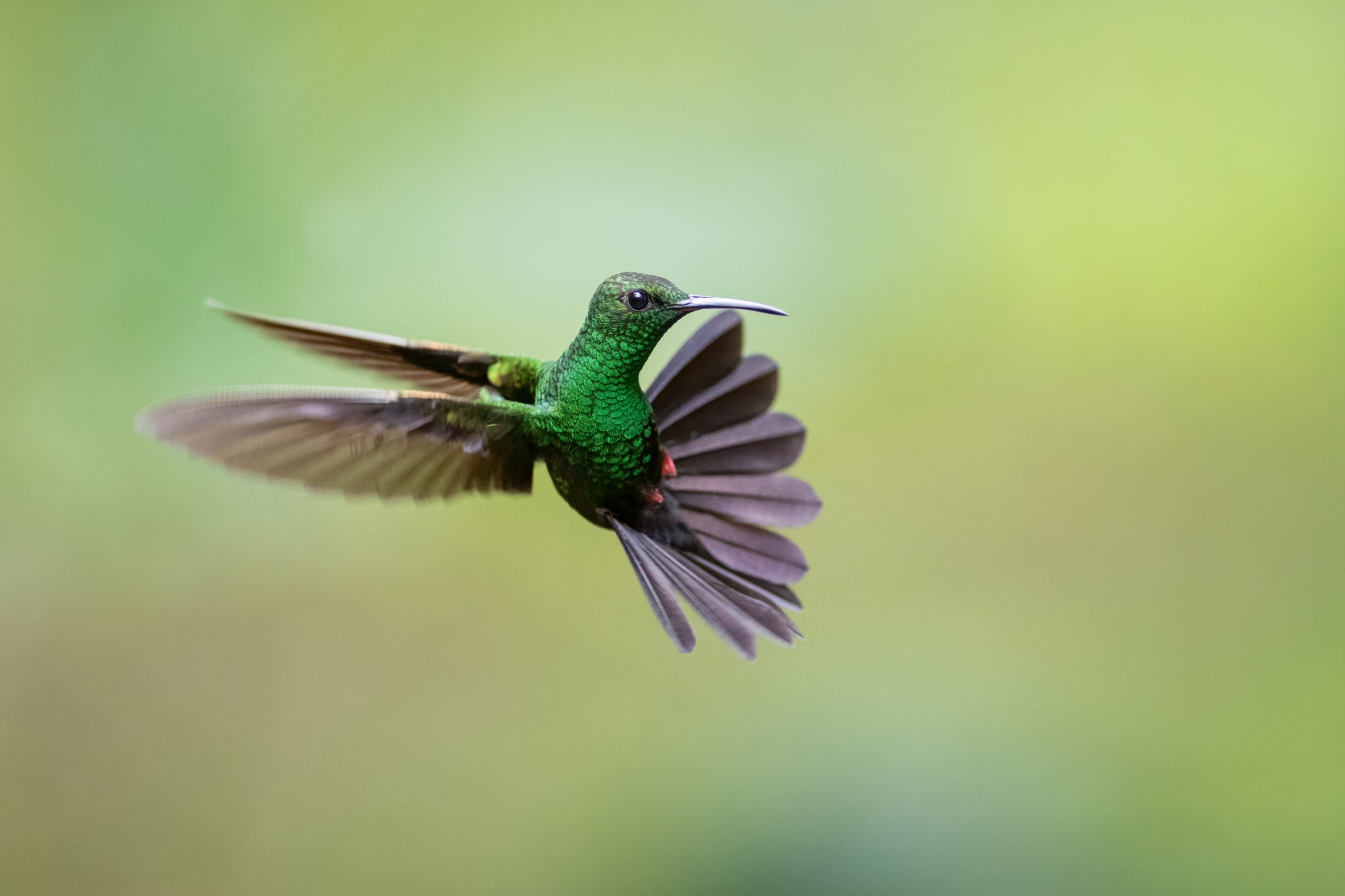 Bronze-tailed Plumeleteer hovering in Costa Rica