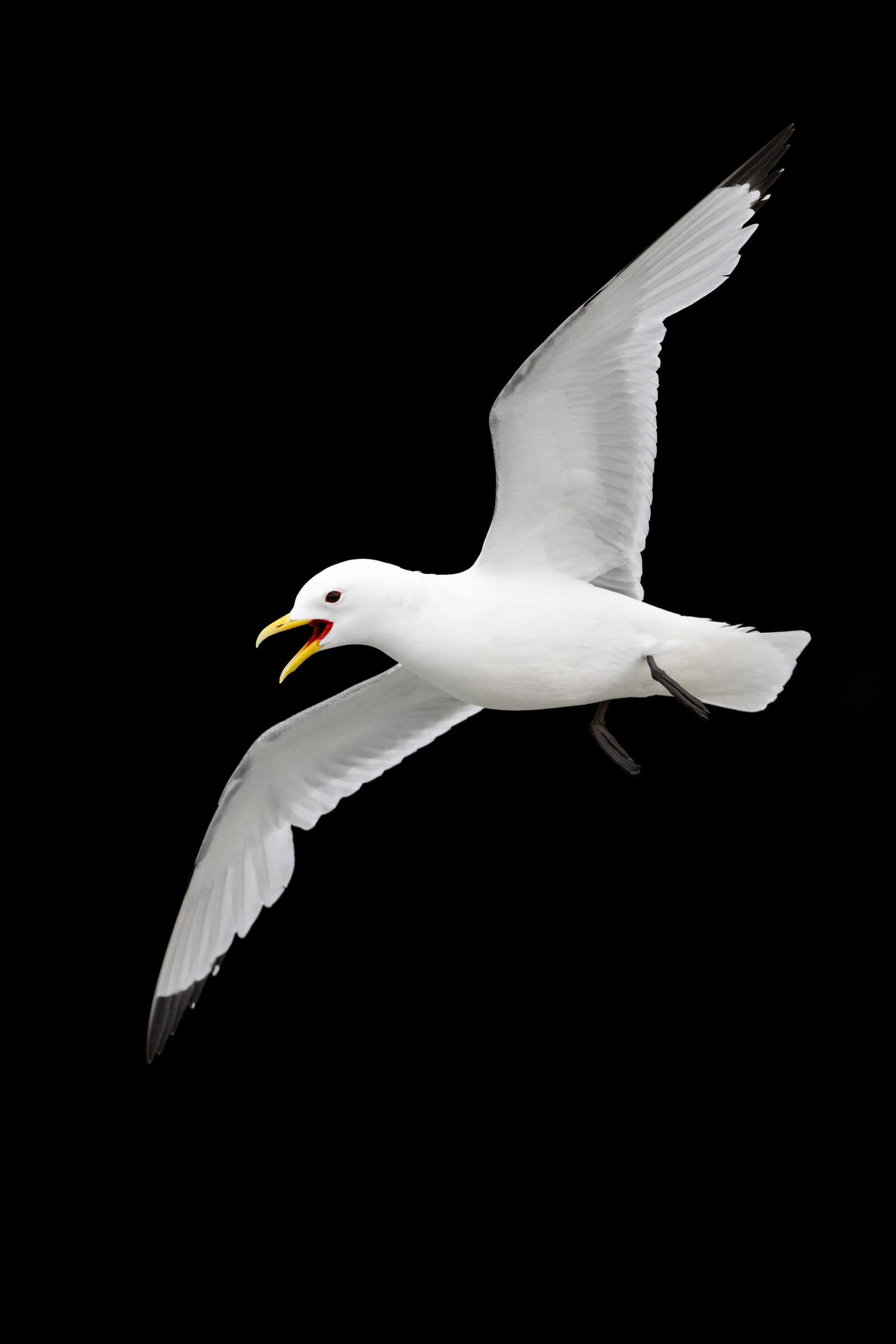 Black-legged Kittiwake calling in flight in Iceland