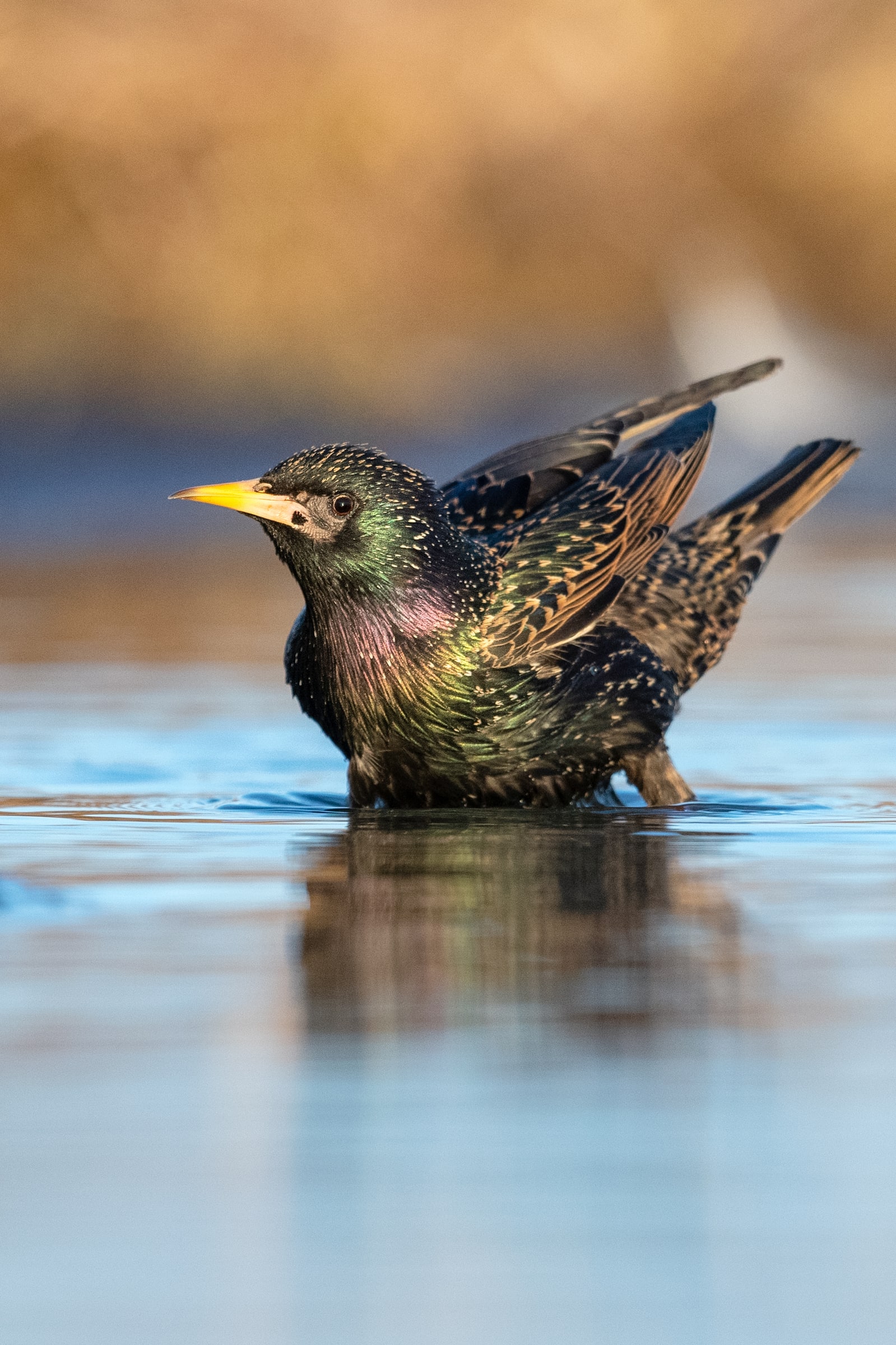 Common Starling bathing in shallow water in Iceland