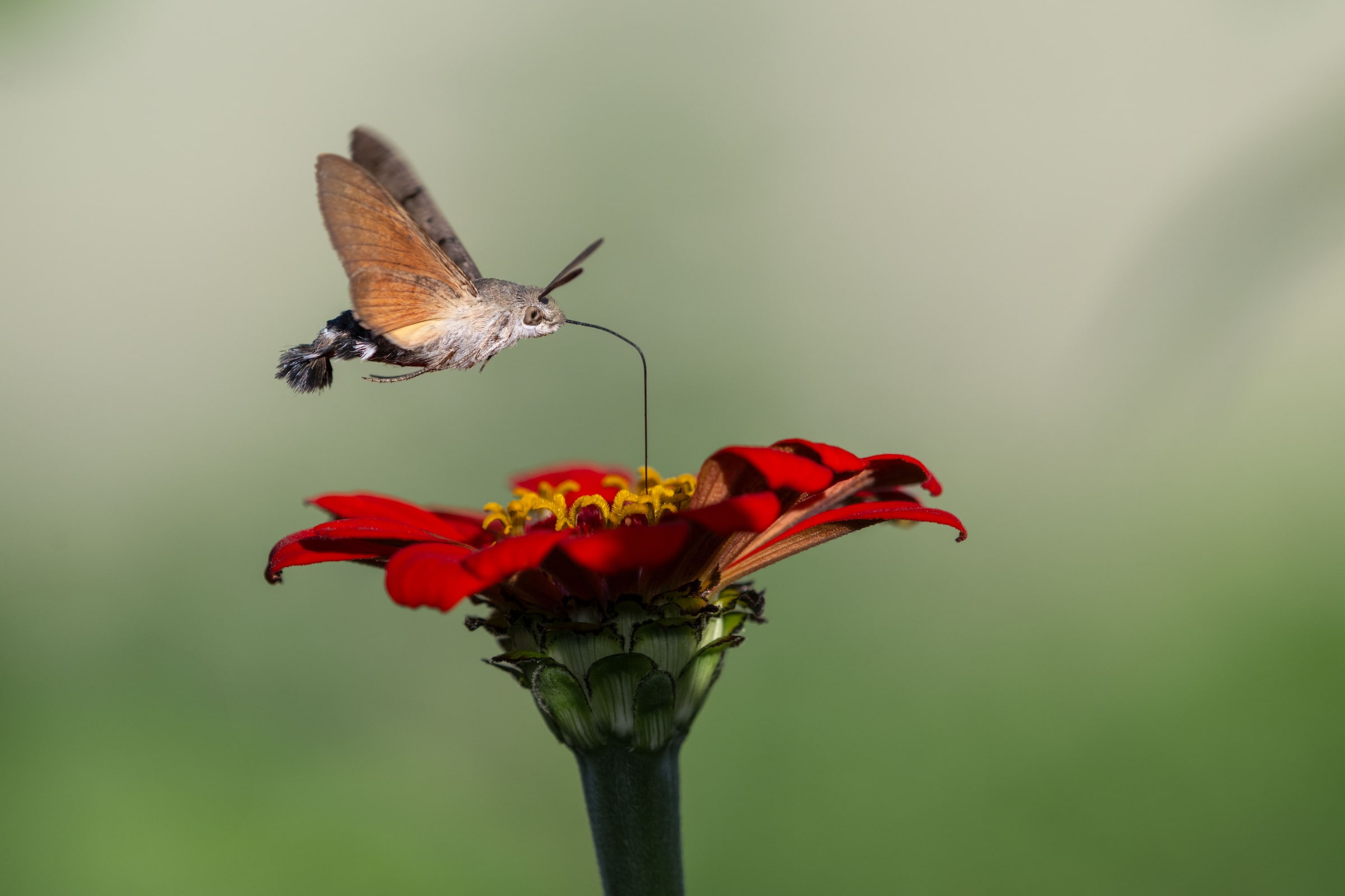 Hummingbird Hawk-moth hovering while feeding from a red flower in Kazakhstan