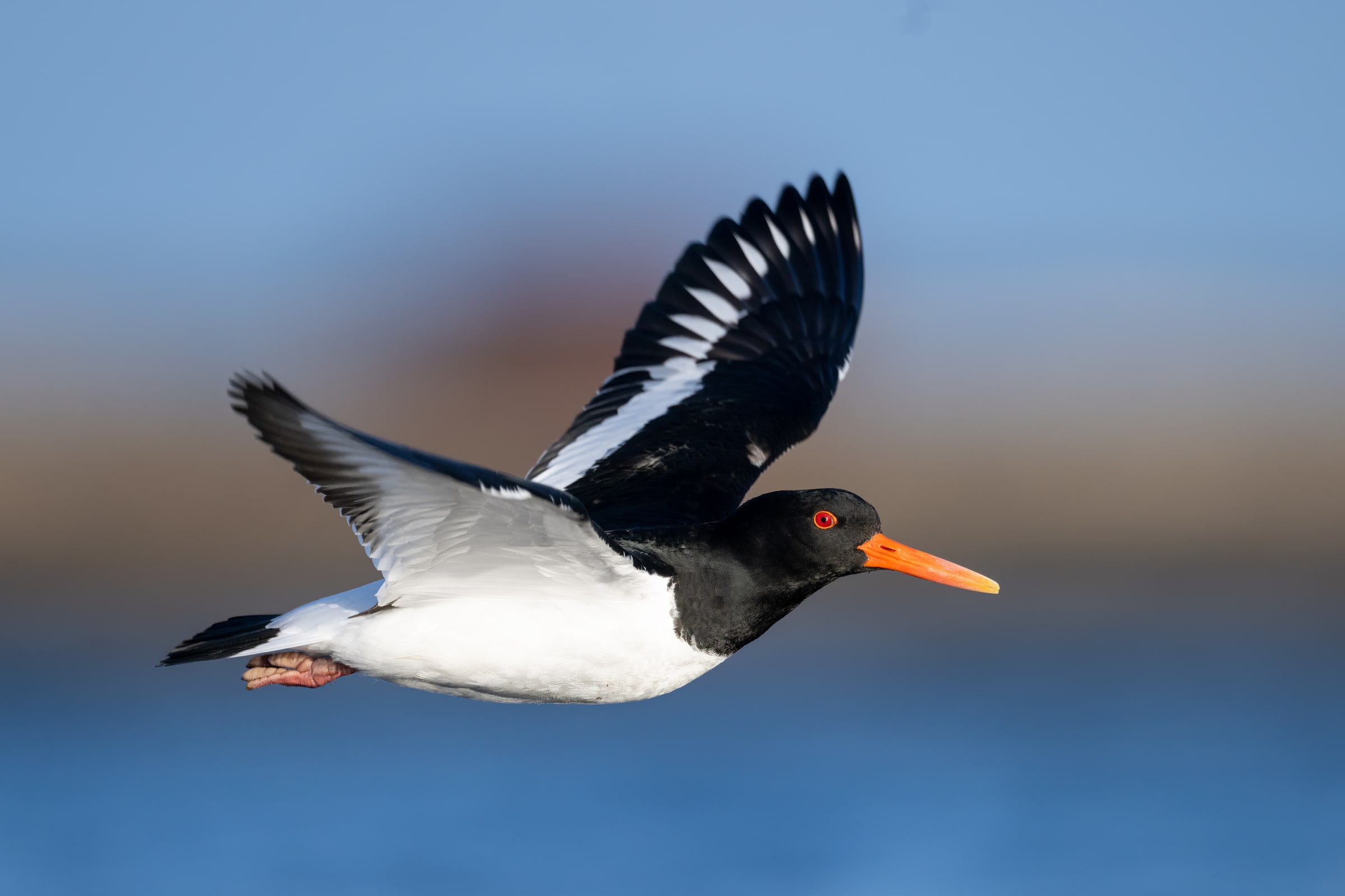 Eurasian Oystercatcher flying over water in Iceland