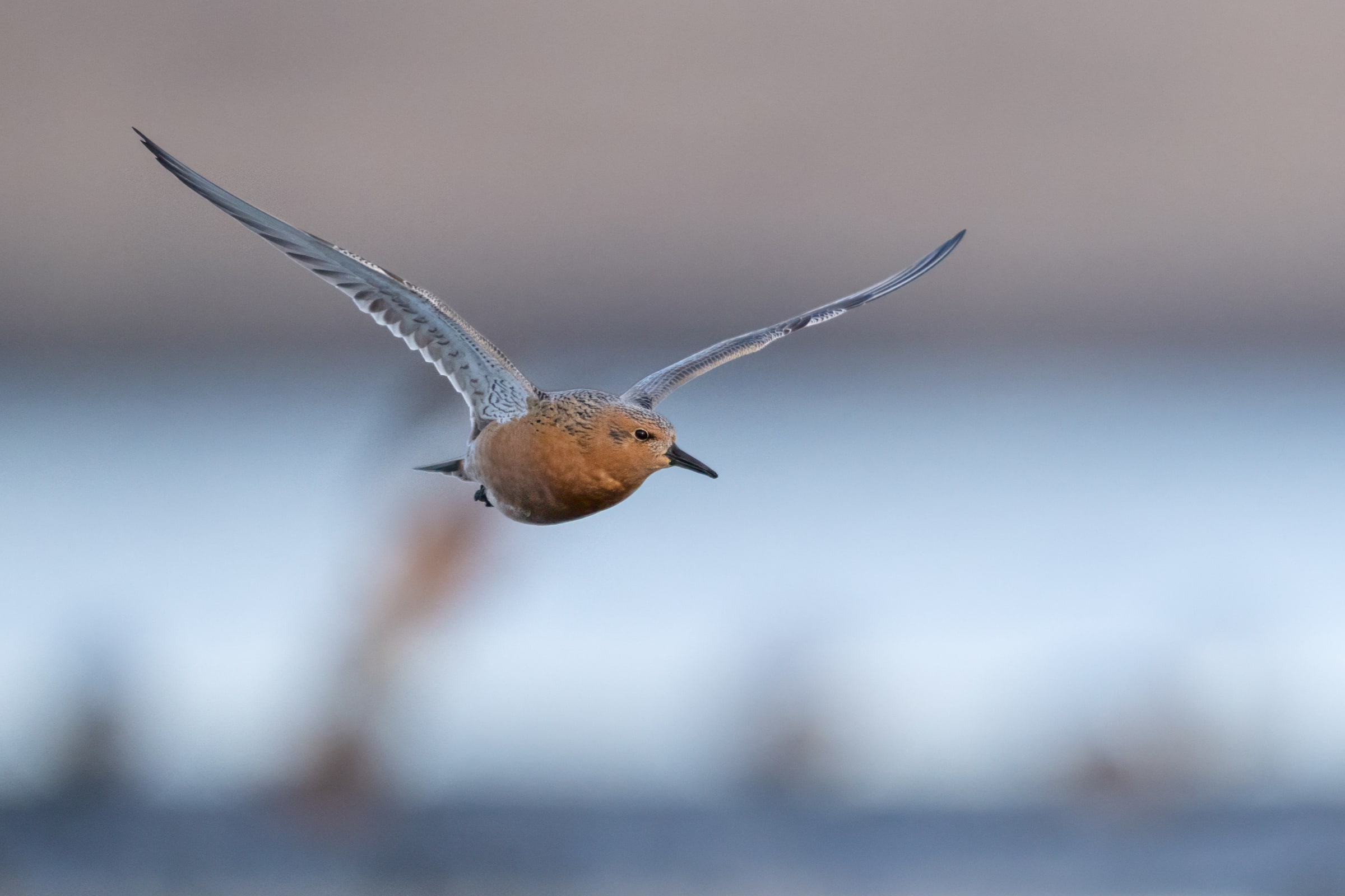 Red Knot flying low in Iceland